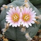 Lophophora williamsii v Mazapil  cемян