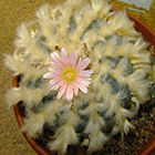 Lophophora williamsii v Menchaca Peyote Samen