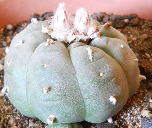 Lophophora williamsii v Minas Peyote - San Pedro Cactus seeds