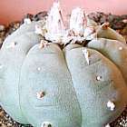 Lophophora williamsii v Minas Peyote Samen