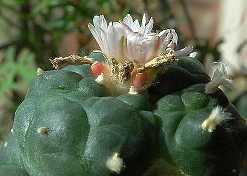 Lophophora williamsii v Moctezuma Peyote - San Pedro Cactus seeds