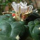 Lophophora williamsii v Moctezuma Peyote Samen