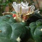 Lophophora williamsii v Moctezuma  cемян