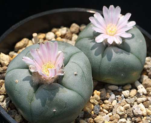 Lophophora williamsii v Nuevo Yucatan Peyote - San Pedro Cactus seeds