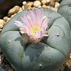 Lophophora williamsii v Nuevo Yucatan  cемян