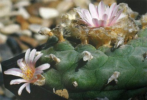 Lophophora williamsii v Paila Peyote - San Pedro Cactus seeds