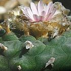 Lophophora williamsii v Paila peyotl - cactus San Pedro?  graines