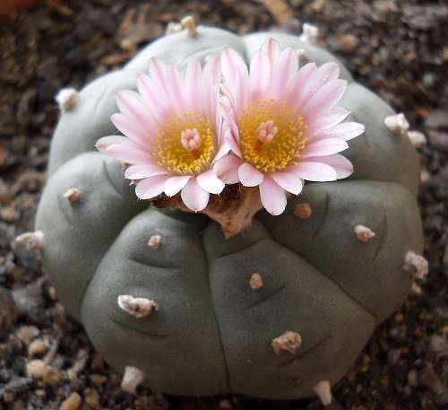 Lophophora williamsii v Parras Peyote - San Pedro Cactus seeds