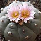 Lophophora williamsii v Parras  cемян