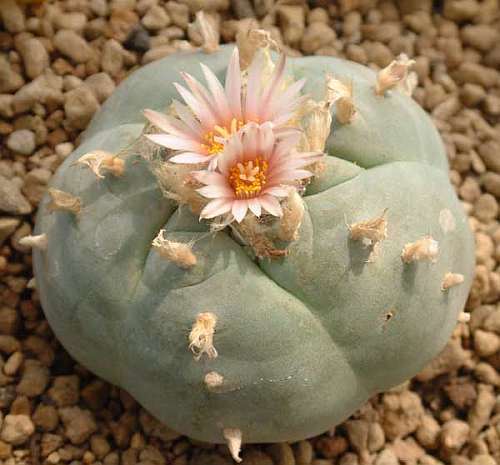 Lophophora williamsii v Ramos Arizpe Peyote - San Pedro Cactus seeds