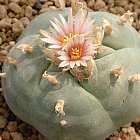 Lophophora williamsii v Ramos Arizpe