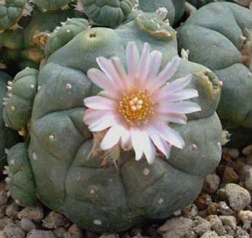 Lophophora williamsii v Refugio Peyote - San Pedro Cactus seeds