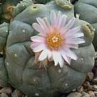 Lophophora williamsii v Refugio  cемян