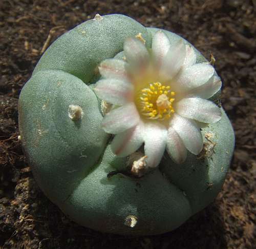 Lophophora williamsii v Reynosa Peyote - San Pedro Cactus seeds