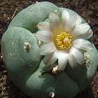 Lophophora williamsii v Reynosa  semi