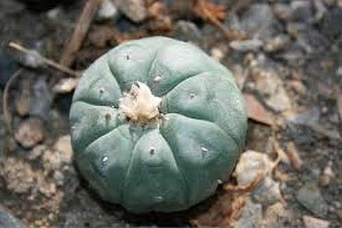 Lophophora williamsii v Rinconada Peyote - San Pedro Cactus seeds