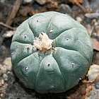 Lophophora williamsii v Rinconada  cемян