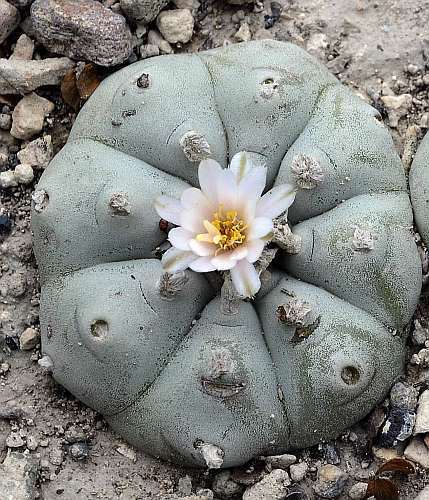 Lophophora williamsii v Rio Pecos Peyote - San Pedro Cactus seeds