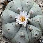 Lophophora williamsii v Rio Pecos