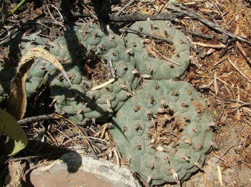 Lophophora williamsii v Saltillo-Monclova Peyote - San Pedro Cactus seeds
