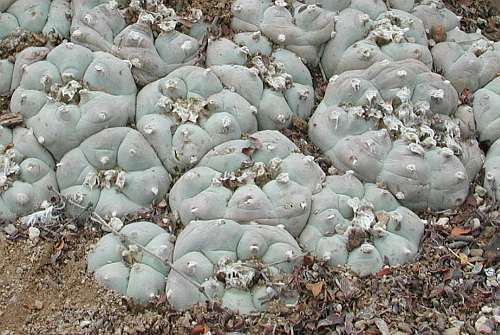 Lophophora williamsii v San Antonio Peyote - San Pedro Cactus seeds