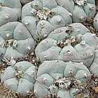 Lophophora williamsii v San Antonio  semi