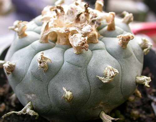 Lophophora williamsii v San Pablo Nuevo Leon Peyote - San Pedro Cactus seeds