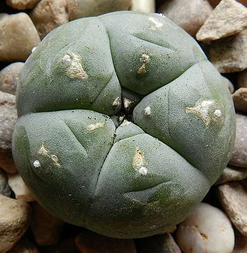 Lophophora williamsii v San Roberto Nuevo Leon Peyote - San Pedro Cactus seeds