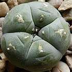 Lophophora williamsii v San Roberto Nuevo Leon Peyote Samen