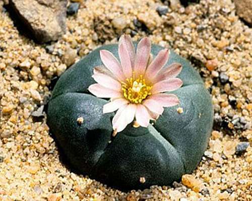 Lophophora williamsii v San Tiburcio Peyote - San Pedro Cactus seeds