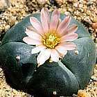 Lophophora williamsii v San Tiburcio