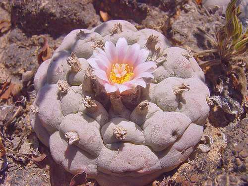 Lophophora williamsii v Sandia El Grande Peyote - San Pedro Cactus seeds