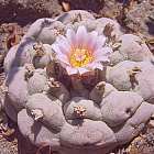 Lophophora williamsii v Sandia El Grande Peyote Samen