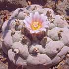 Lophophora williamsii v Sandia El Grande Peyotl ? cactus San Pedro graines