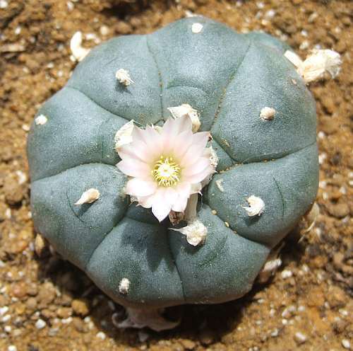 Lophophora williamsii v Santo Domingo Peyote - San Pedro Cactus seeds