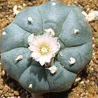 Lophophora williamsii v Santo Domingo Peyotl ? cactus San Pedro graines