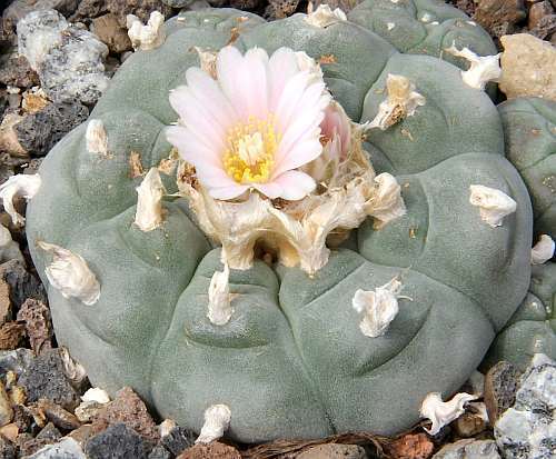 Lophophora williamsii v Siete Enero Peyote - San Pedro Cactus seeds