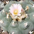 Lophophora williamsii v Siete Enero  cемян