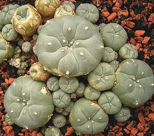 Lophophora williamsii v Villa Arista Peyote - San Pedro Cactus seeds