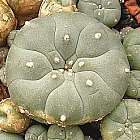 Lophophora williamsii v Villa Arista Peyotl ? cactus San Pedro graines