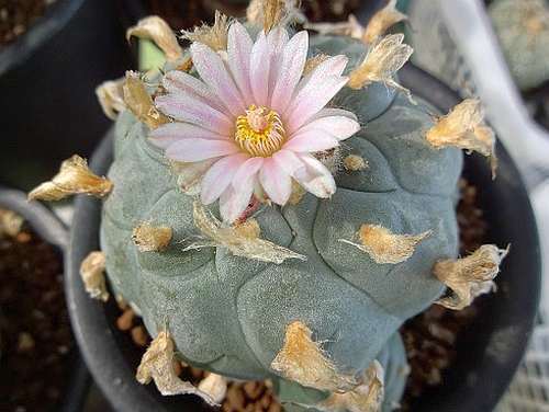 Lophophora williamsii v Villa Garcia Peyote - San Pedro Cactus seeds