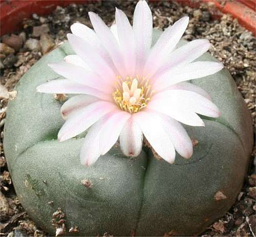 Lophophora williamsii v grandiflora Peyote - San Pedro Cactus seeds