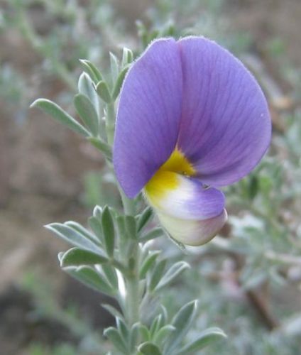 Lotononis pulchella syn: Buchenroedera tenuifolia seeds