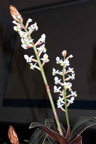 Ludisia discolor jewel orchid seeds