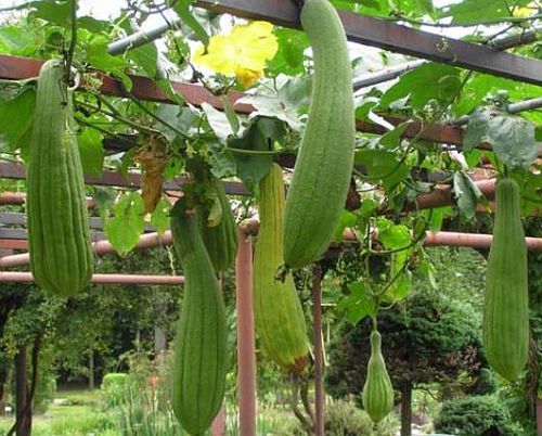 Luffa cylindrica Sponge Gourds seeds