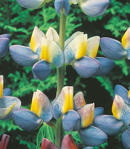 Lupinus Lupin Sunrise Lupin Sunrise seeds