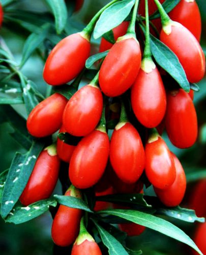 Lycium barbarum Red Goji Wolf Berry seeds