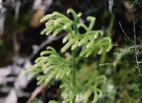 Lycopodium cernuum fern seeds