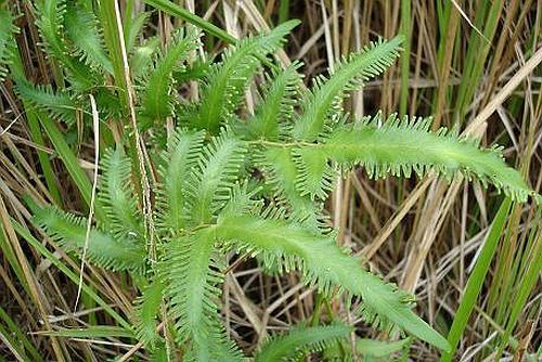Lygodium flexuosum climbing fern seeds
