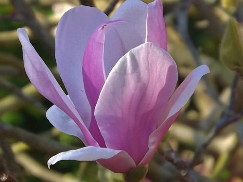 Magnolia campbellii Campbell Magnolia seeds